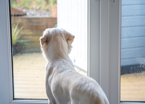 Rear view of young golden retriever dog looking out of patio windows on a rainy day