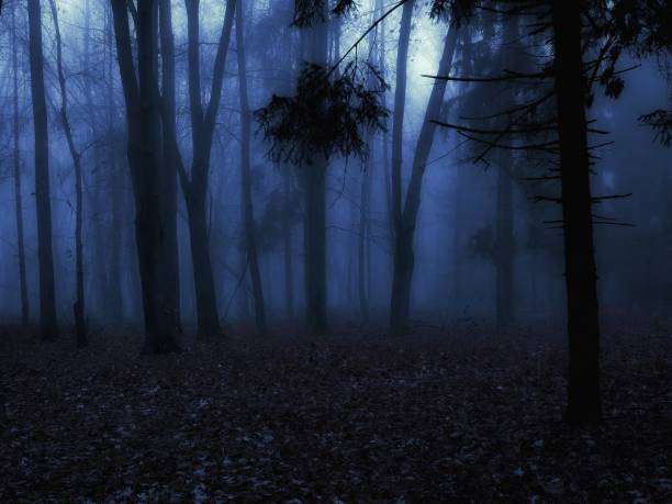 istock Spooky dead forest. Twilight in the woods. 1436081855