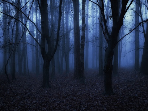 Spooky dead forest. Twilight in the woods. Dark autumn forest in blue colours.