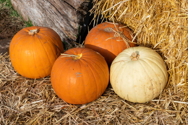 istock Pumpkin (cucurbita) an orange winter vegetable squash used for a Halloween display 1436081880