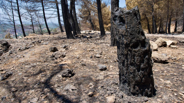 istock Vegetation and trees that turned to ash after the forest fire in Mugla, Datca (Muğla, Datça) in 2022. 1436082938