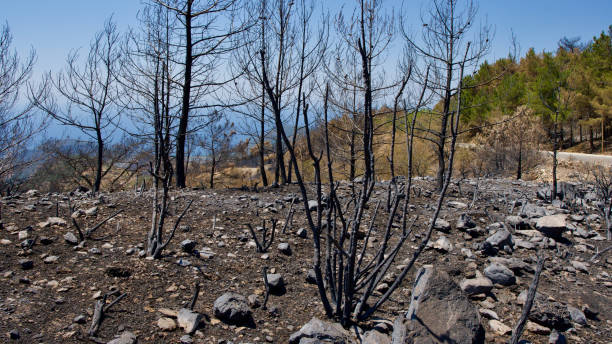 istock Vegetation and trees that turned to ash after the forest fire in Mugla, Datca (Muğla, Datça) in 2022. 1436083028