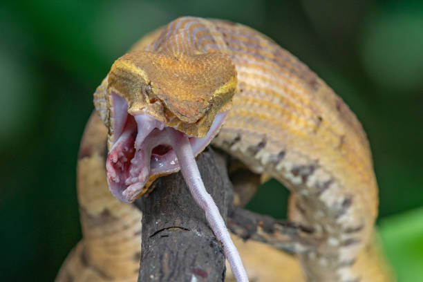 istock A yellow viper snake eating a white mouse 1436083047