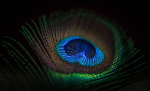 Peacock feather macro photography black background Peacock feather macro photography black background closeup with details peacock feathers scales photos stock pictures, royalty-free photos & images