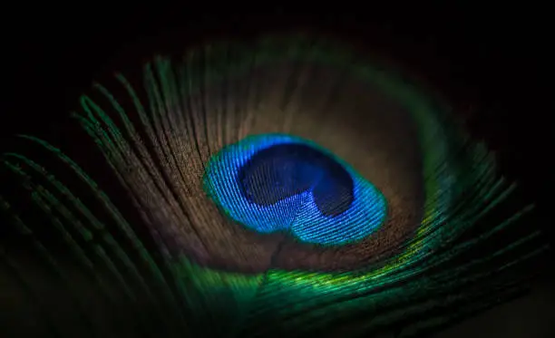 Photo of Peacock feather macro photography black background