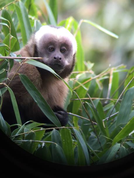 istock Small monkey in peru jungle spotted in telescope 1436084733