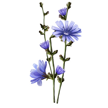 bunch of chicory plant with flowers, medical herb illustration