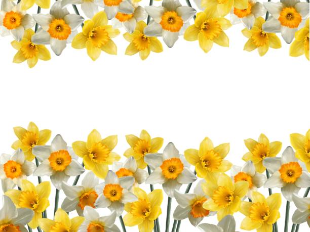 白い背景に水仙の花の境界線 - primrose white background flower nature点のイラスト素材／クリップアート素材／マンガ素材／アイコン素材