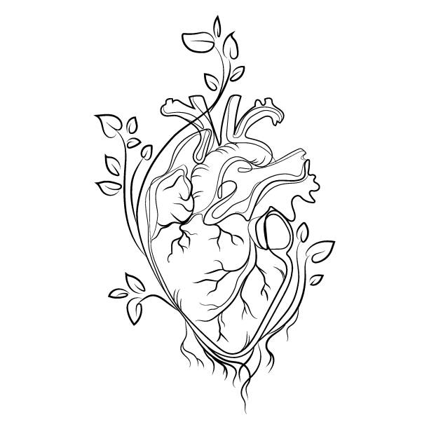 Web Anatomical human heart from which branches and leaves of trees grow Line art drawing vector illustration.Human heart black and white sketch,creative idea for tattoo,logo,print,icon and other design. human heart sketch stock illustrations