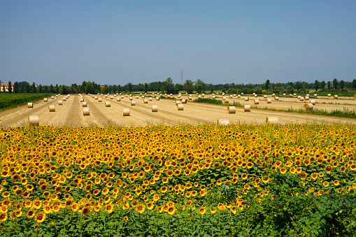 Country landscape in Polesine near Adria, Rovigo province, Veneto, Italy, at summer