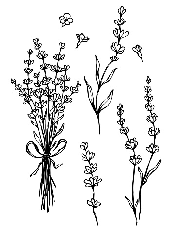 Hand drawn black and white botanical Illustration of blooming Lavender bouquet, flowers and leaves. Freehand line set of design elements for greeting cards, sketch books, herbal tea and essential oil boxes design.