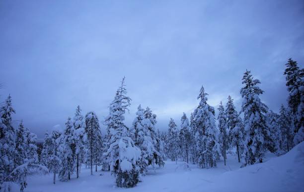 une forêt de sapins recouverte de neige. - noble fir photos et images de collection