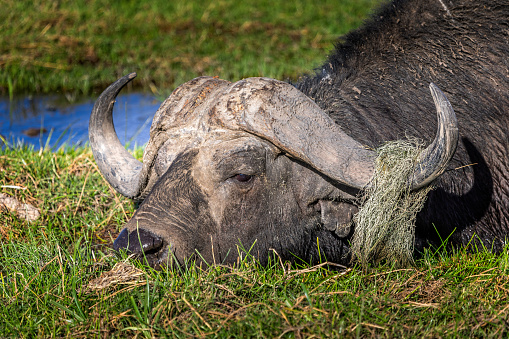 Wild water buffalo in the Amboseli National Park