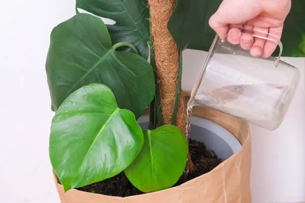 A man waters a monstera plant from a watering can. Care of home plants.