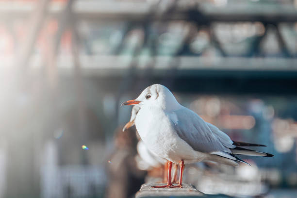 istock seagulls in the seaport, animal themes 1436094663