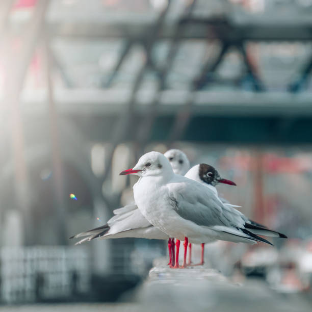 seagulls in the seaport, animal themes