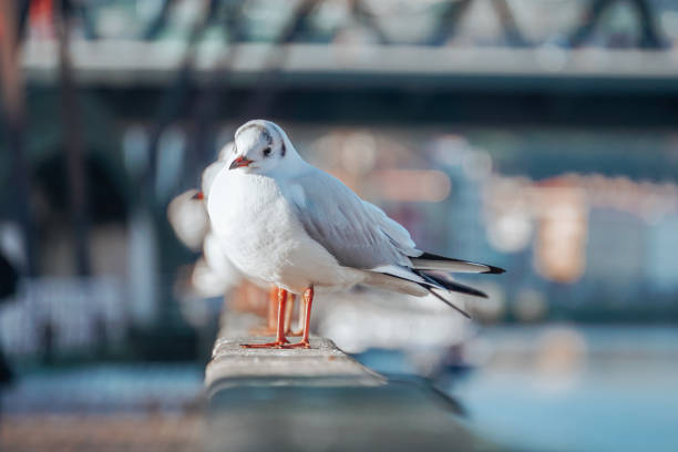 möwen im seehafen, tierthemen - nature animal themes wildlife outdoors stock-fotos und bilder