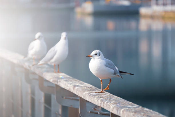 istock seagulls in the seaport, animal themes 1436094671