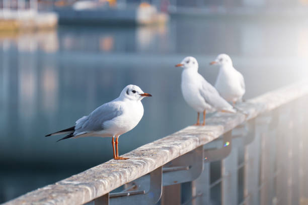 istock seagulls in the seaport, animal themes 1436094678