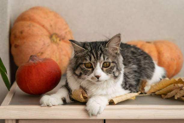 istock fluffy gray cat sits on the table among pumpkins and fall leaves 1436096172
