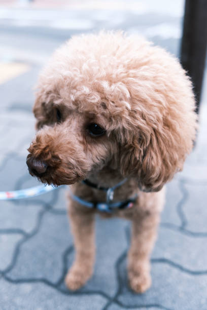 istock Toy poodle portrait. 1436096645