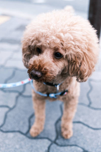 istock Toy poodle portrait. 1436096664