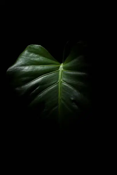 Monstera leaf against a black background