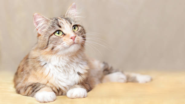 istock Cat is lying on a beautiful yellow background. Place for text. Cat rests on a orange blanket. Cute Cat looking at looks away. Kitten with big green eyes close-up. Pet. Beautiful Kitten. Without people 1436098481