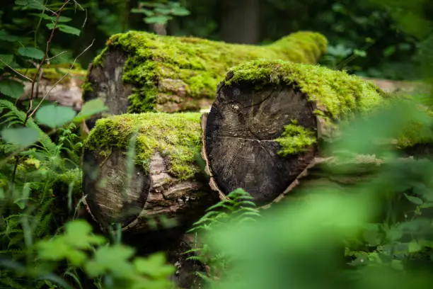 Woodpile with moss in the forest