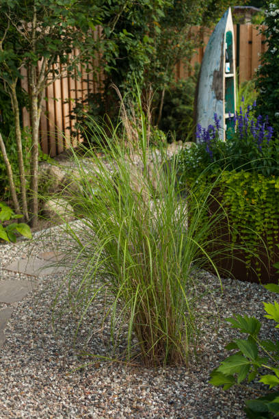 istock Gravel path in the garden 1436098527