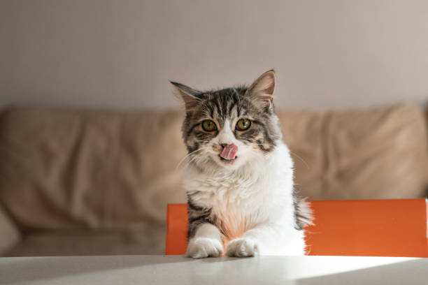 gato faminto sobe sobre a mesa em busca de comida - composed - fotografias e filmes do acervo