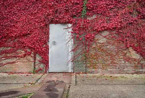 Steel door and rough concrete wall of an old shelter, covered with wild vine.