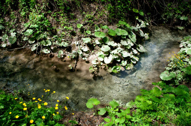 Pathway in tall grasses along river, springtime, Liguria