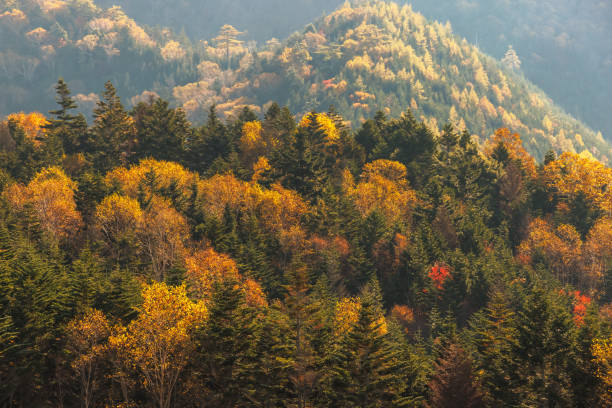 istock Mountain scenery with colored leaves around Mt. Nikko-Shirane 1436103086