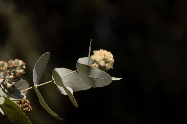 Buds and white flowers of a flowering Eucalyptus pruinosa tree close-up Buds and white flowers of a flowering Eucalyptus pruinosa tree close up bud candy stock pictures, royalty-free photos & images