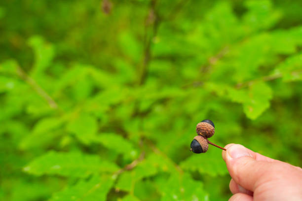 istock Acorns in hand on green nature background 1436105101