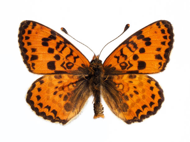 istock Isolated male spotted fritillary butterfly 1436105780