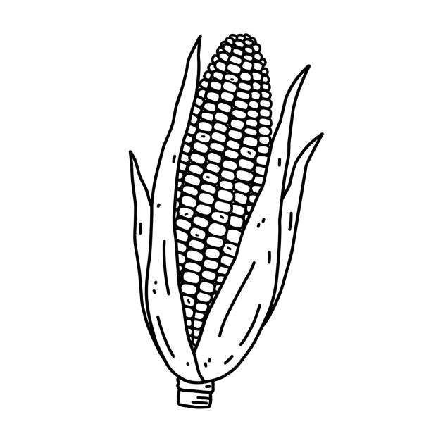 ilustrações de stock, clip art, desenhos animados e ícones de corn cob isolated on white background. organic healthy food. vector hand-drawn illustration in doodle style. perfect for cards, logo, decorations, recipes, various designs. - corn on the cob corn corn crop white background