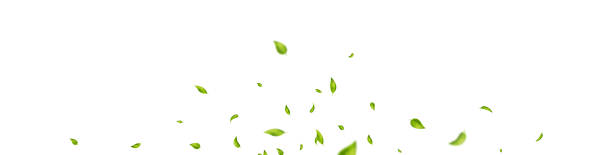 istock Green flying leaves frame. Vegan, organic cosmetic border. Leaf falling banner. Wave foliage ornament. Eco, bio design element. Fresh tea background. Beauty product. Vector illustration 1436107155