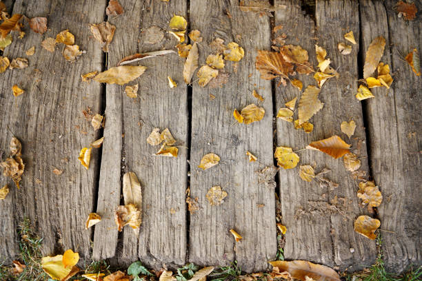 Rough wooden plank texture with scattered dry brown leaves in autumn, top view. Ideal for graphic background on natural, seasonal, or rustic themes. Mood: Melancholy, rustic.