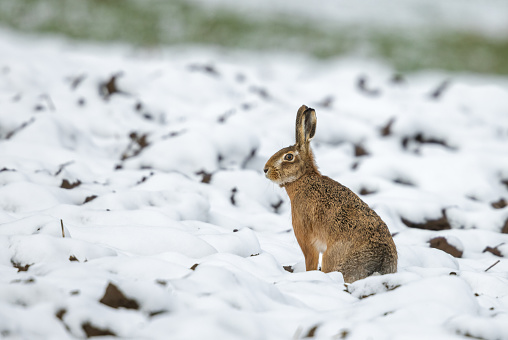European hare (Lepus europaeus) sitting in snow.