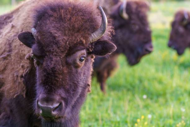 istock Portrait of a brown buffalo 1436108196