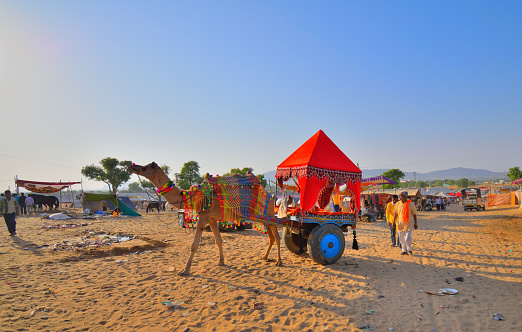 Pushkar, India - November 01, 2017: A colorfully decorated camel dragging a carriage along a sandy ground on the occassion of Pushkar mela.