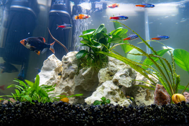 istock Aquariums and Fish Tanks 1436108712