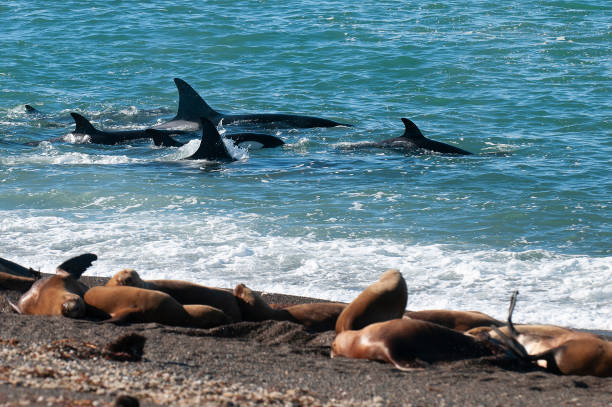 Orca family hunting sea lions on the paragonian coast, Patagonia, Argentina stock photo