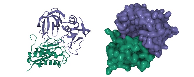 3D cartoon and Gaussian surface models, PDB 1uea, white background