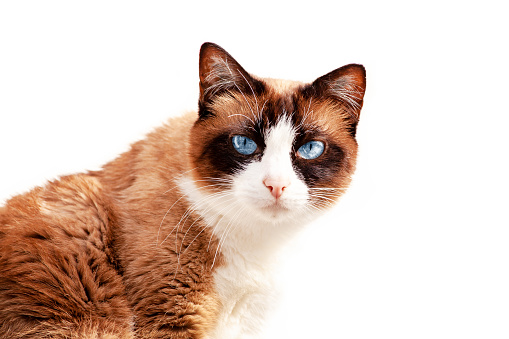 close up of a cat with blue eyes. portrait of a shorthair cat isolated on white. looking at camera, close-up
