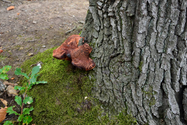 parasite sur les chênes. rapports sur l’orme et l’érable; sur le sapin à l’ouest. provoque une pourriture blanche des racines et des fesses de l’arbre. si vous trouvez cette fructification à la base d’un arbre urbain, - bark elm tree oak tree wood photos et images de collection