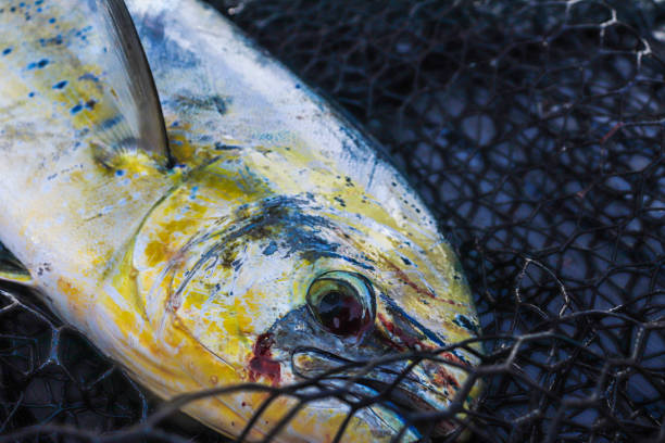 coryphaena hippurus, mahi mahi fisch, goldfisch. fische, die mit fischernetzen gefangen werden - coryphaena stock-fotos und bilder