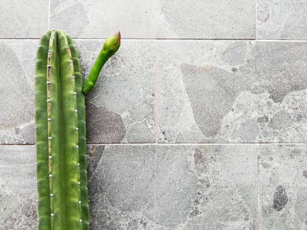 Cactus plant growth on the pot, with grey stone wall background